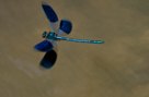 Calopteryx splendens